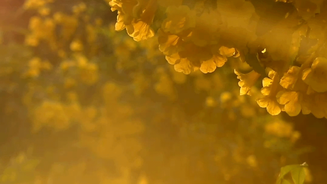 Animation showing pollen molecules in the air.