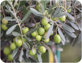 Olio