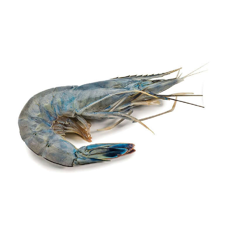 Image of Gambero blu 