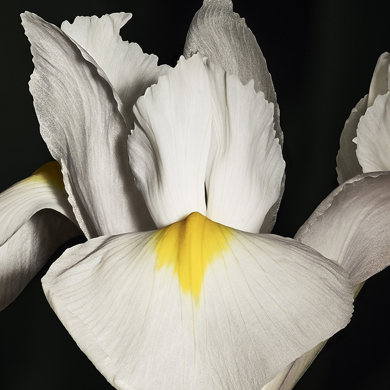 Primo piano di un iris bianco e giallo su sfondo nero.