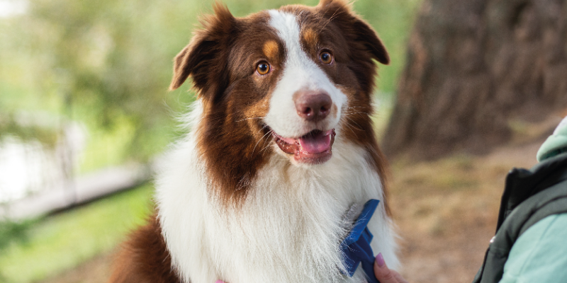 Brown-and-white Australian Shepherd being brushed with a blue slicker brush by a person outdoors, happy expression
