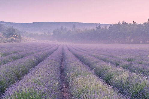 Dove trovare i campi di lavanda più belli del mondo