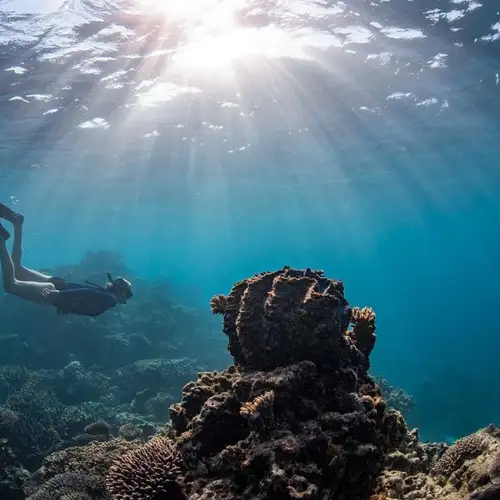 Activity image: Coral Bay: Tour di un giorno intero della barriera di Ningaloo con le mante