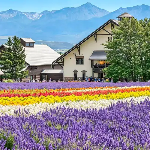 Activity image: Furano e Biei: tour dei campi di lavanda e di grano da Sapporo