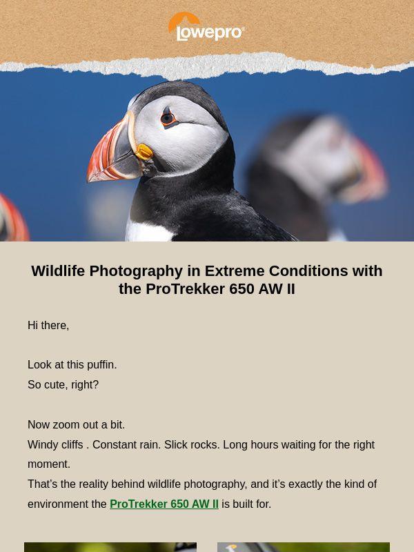 Cute wildlife. Real conditions.