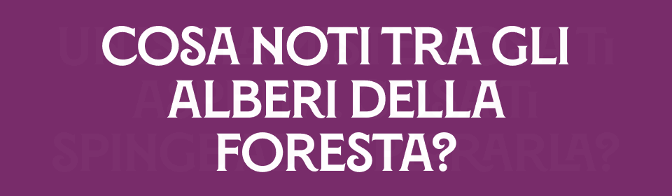 COSA NOTI TRA GLI ALBERI DELLA FORESTA?