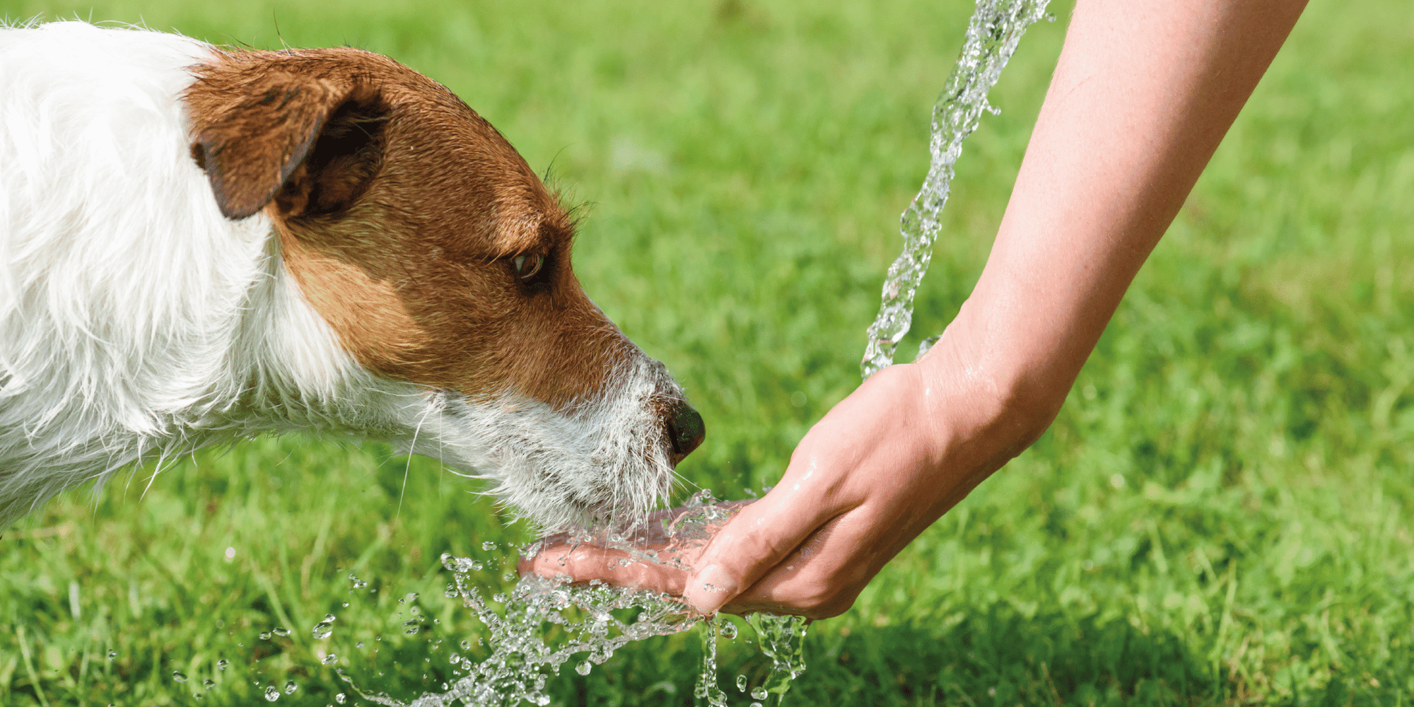 Small brown-and-white terrier drinking from a stream of water cupped in a person's hand on green grass