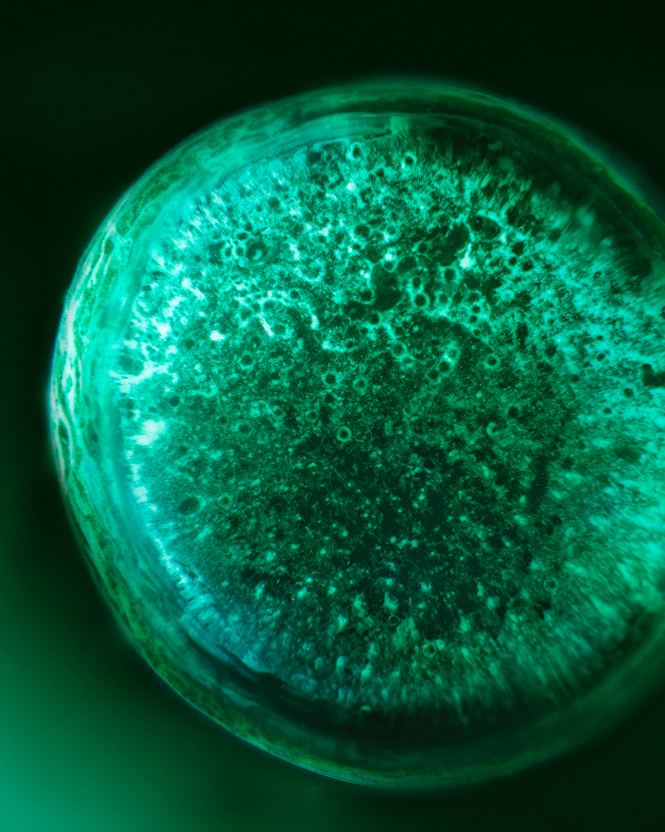 Viste microscopiche dei principi attivi: cellule di [EXO]Samphires e rete molecolare di peptidi.