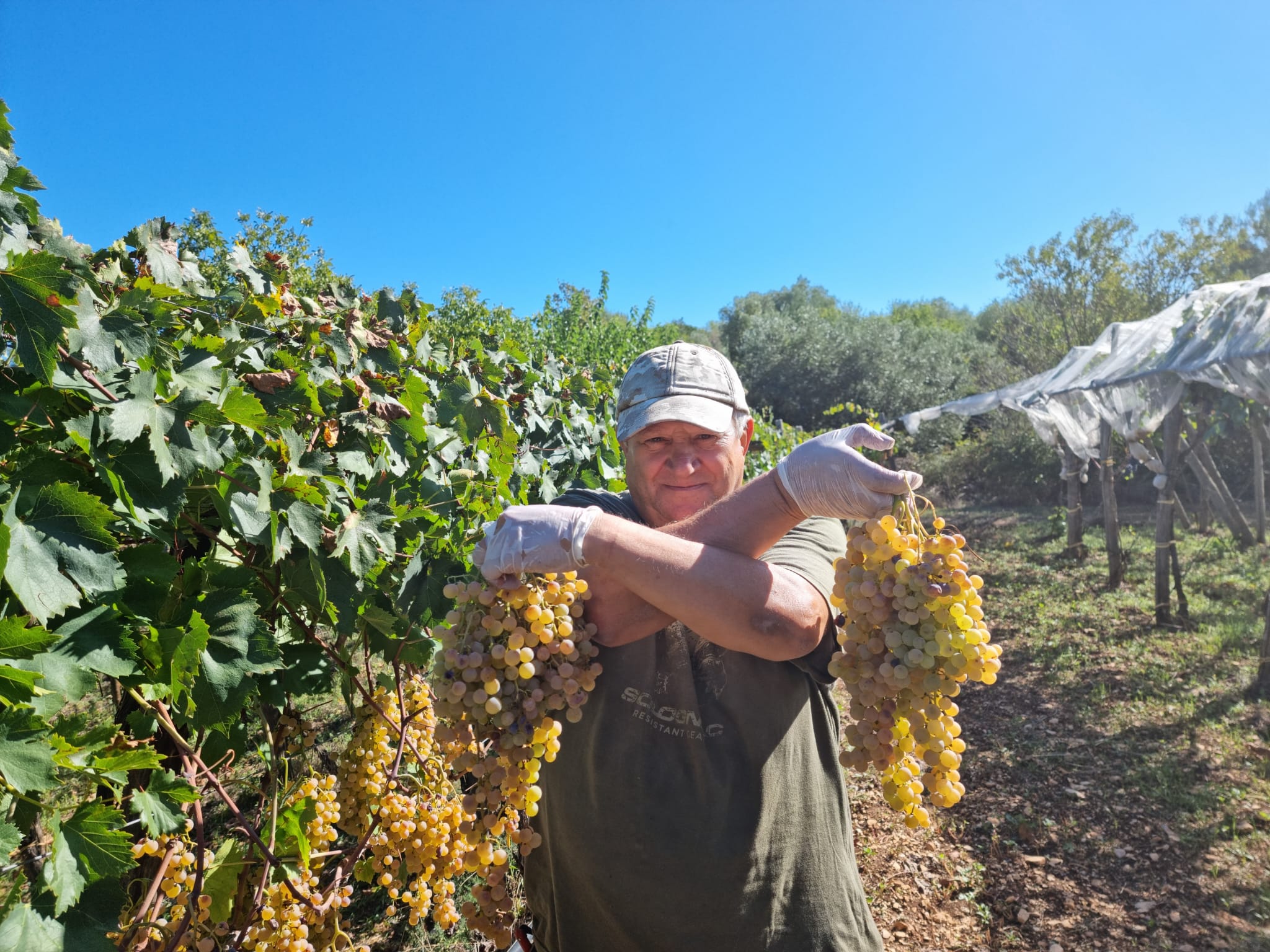 Cantina Giara, Adelfia