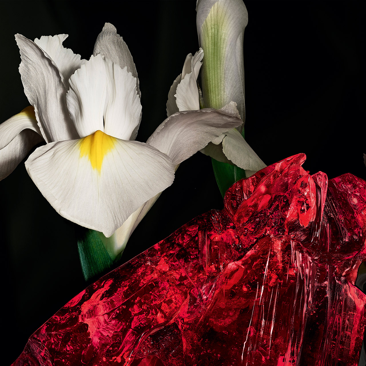 Eleganti fiori di iris bianchi e gialli che sbocciano accanto a una roccia minerale rossa, grezza e traslucida.
