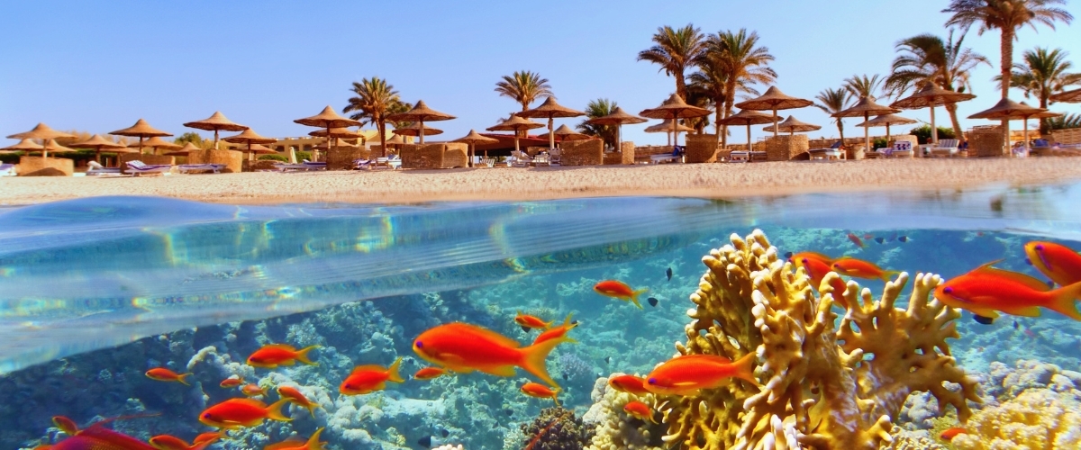 Split-level view of a vibrant coral reef with orange anthias fish underwater and a sunny beach resort with straw parasols and palm trees