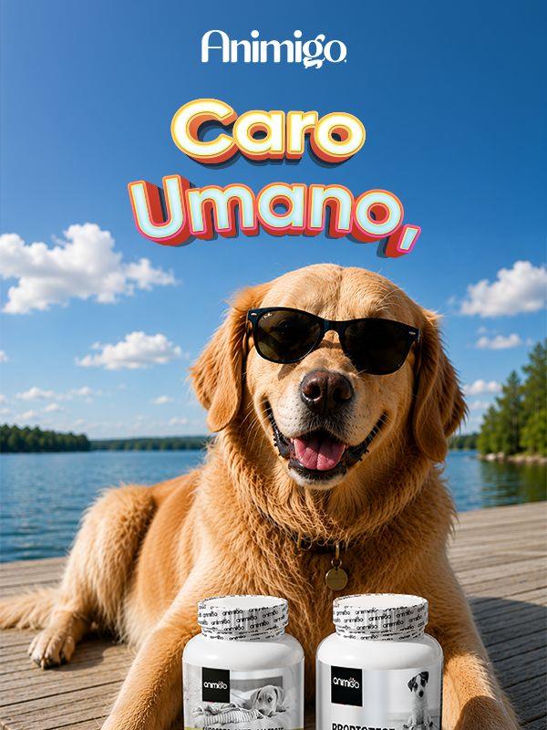 Una lettera dal tuo animale domestico ☀️