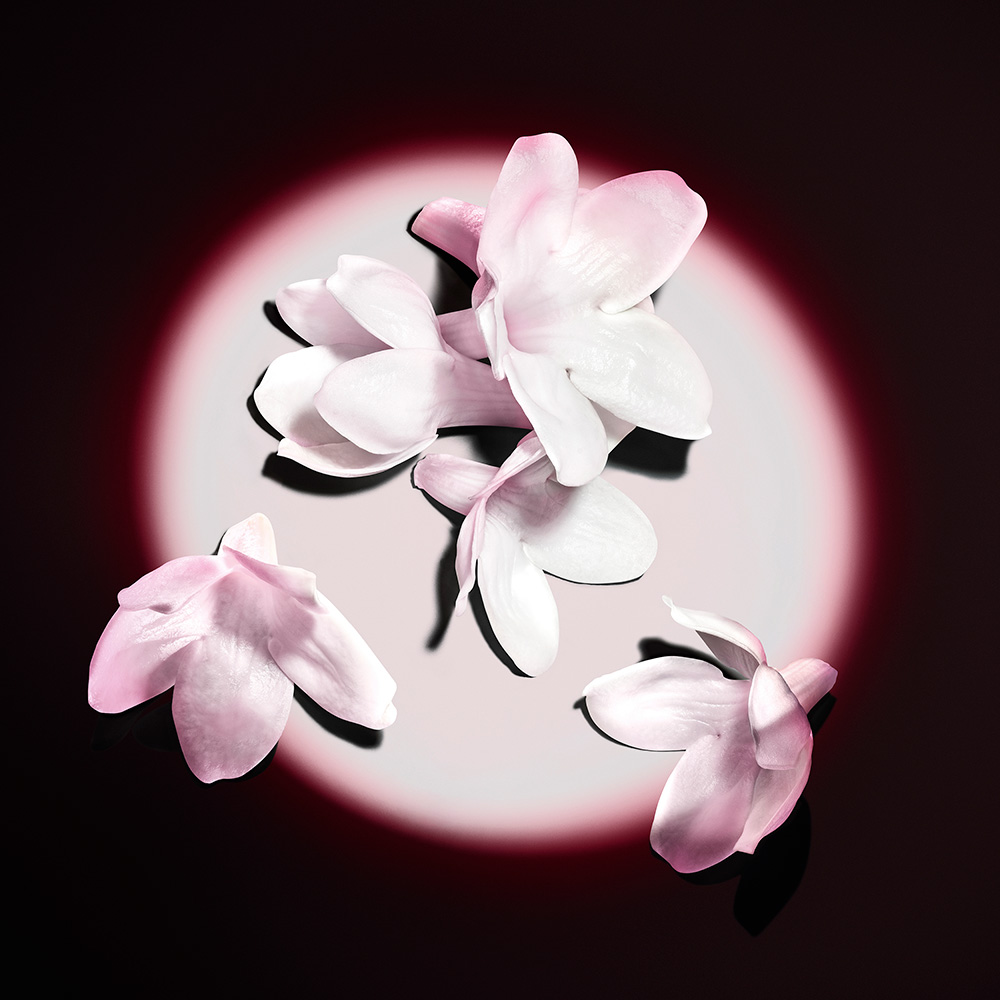 Delicati fiori di gelsomino bianchi e rosa pallido illuminati da un riflettore circolare su sfondo scuro.