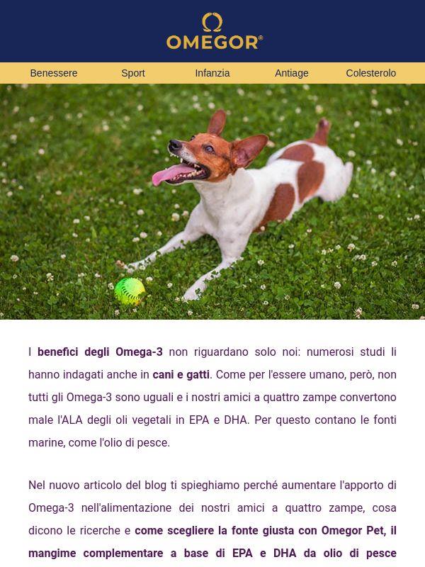 Gli Omega-3 fanno bene anche agli animali? 🐶
