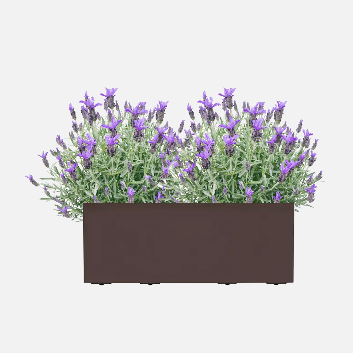 Offerte in Giardino e Giardinaggio