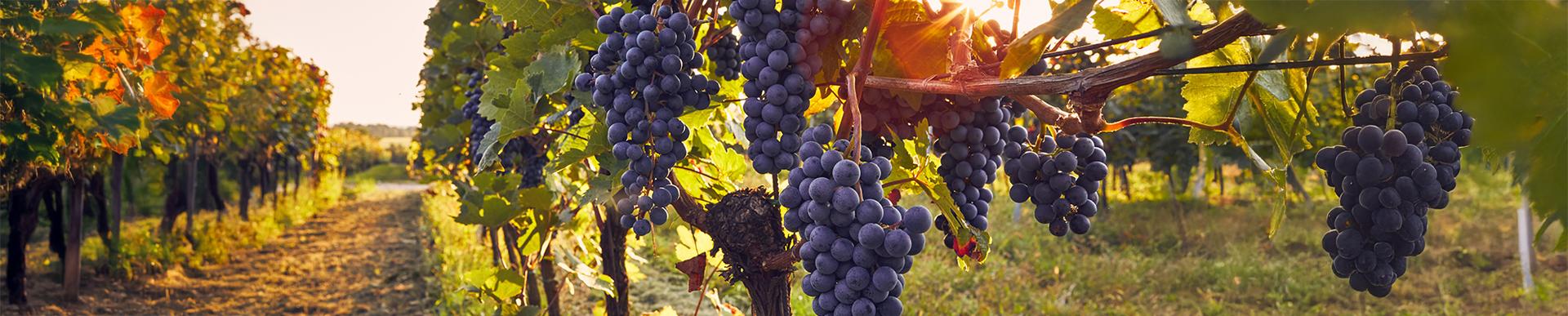 Attrezzature professionali Polsinelli per la Vendemmia