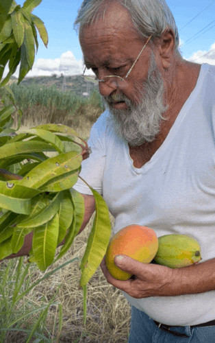 Il raccolto del mango all'Oasi Tropicale, tra il Monte San Calogero e il Fiume Torto