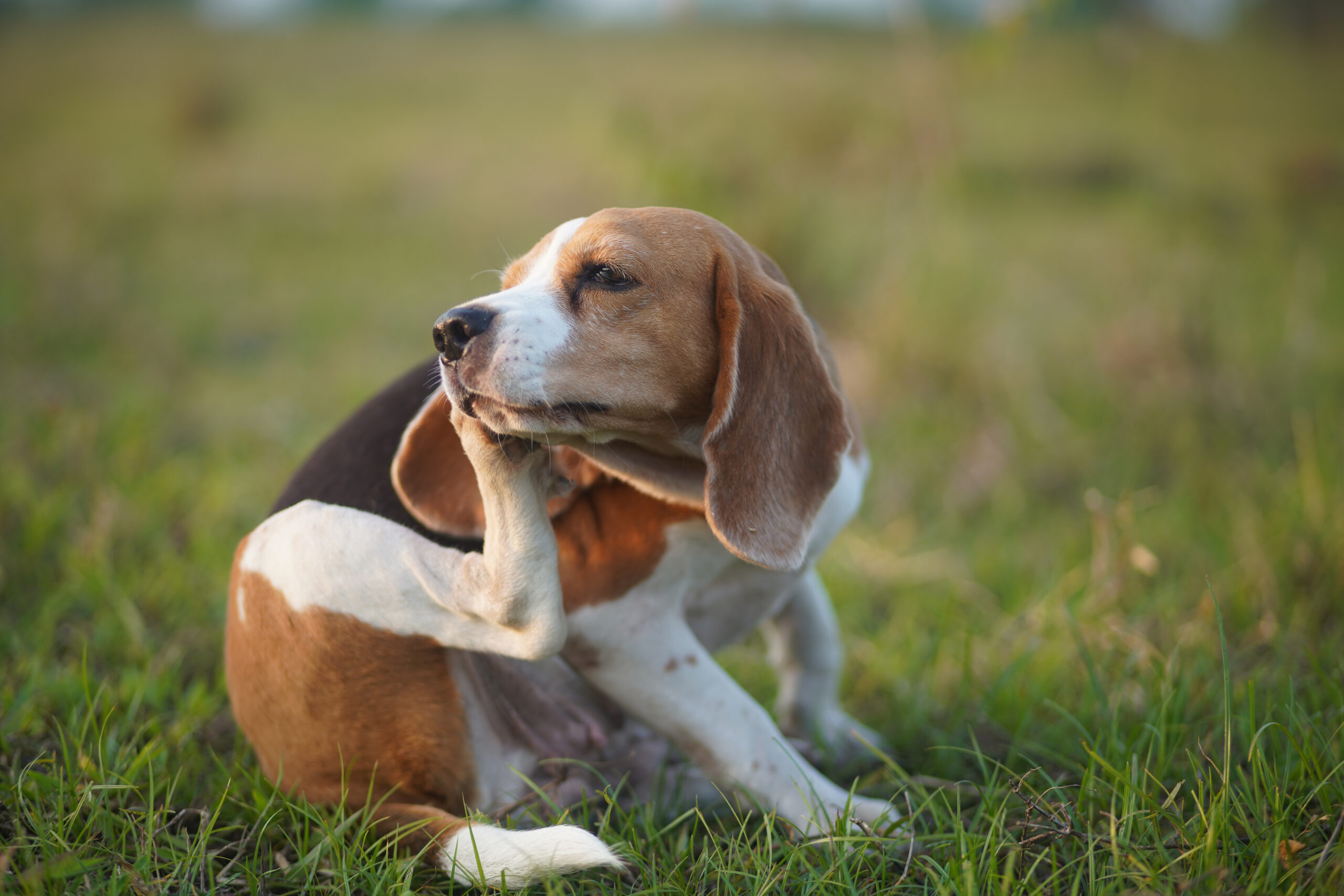Beagle dog scratching its ear while sitting on green grass in a sunlit meadow