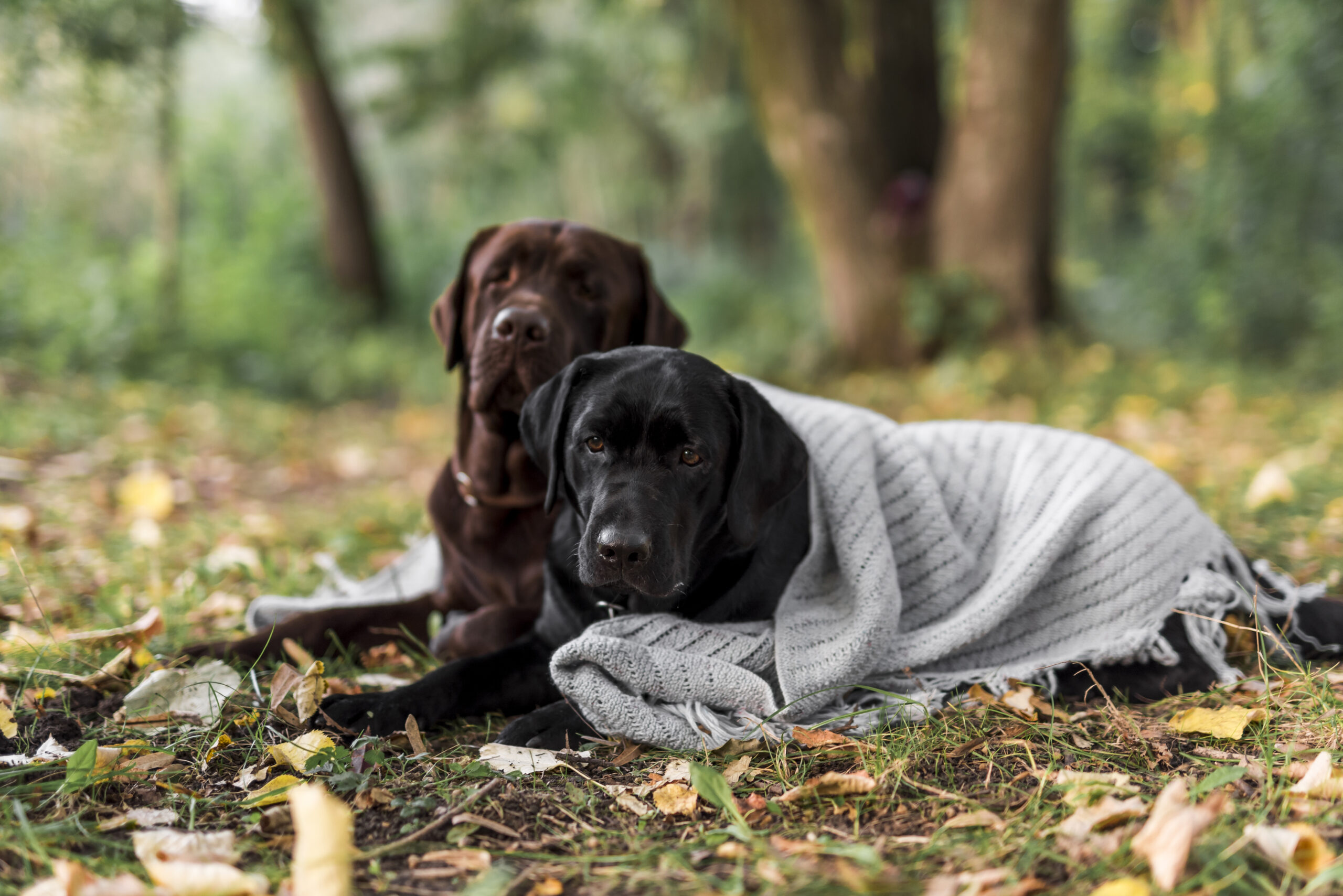 Black Labrador wrapped in a grey blanket lying beside a chocolate Labrador on autumn leaves in a wooded park