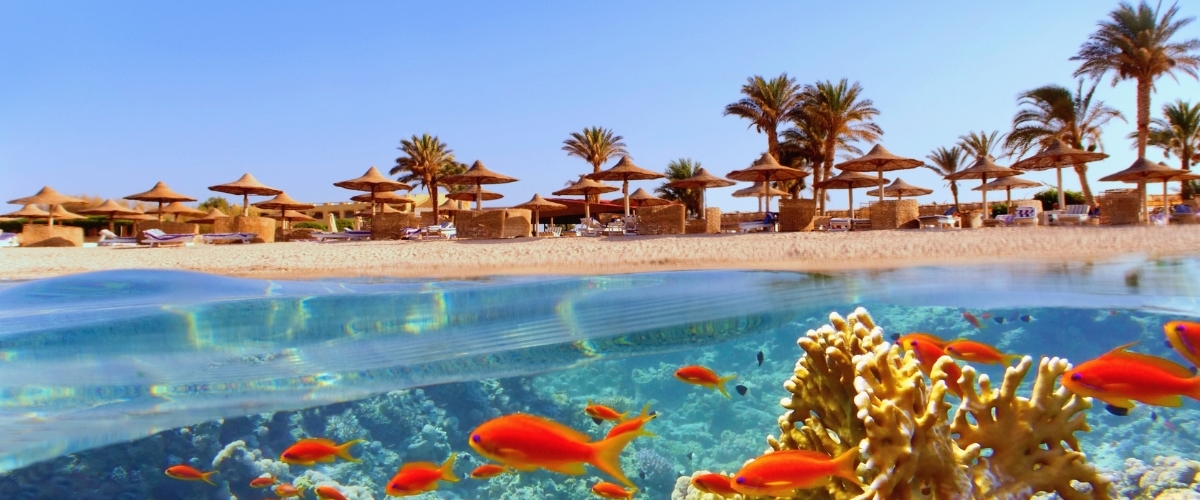 Split view of a sunny beach resort with straw umbrellas and palm trees above a colourful coral reef teeming with orange fish