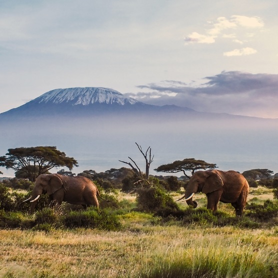 Find flights to Kenya