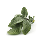 Salvia