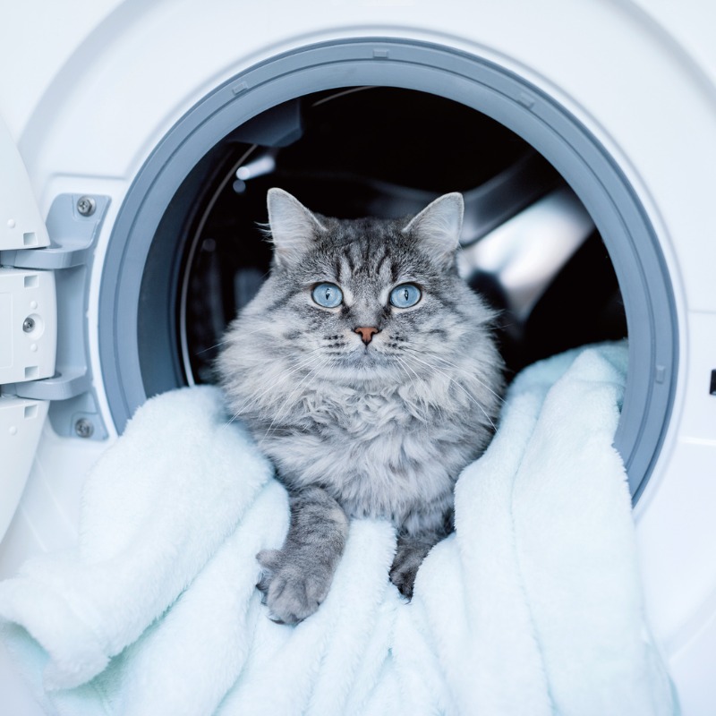 Fluffy grey long-haired cat with blue eyes sitting inside a front-loading washing machine on a pale blue towel