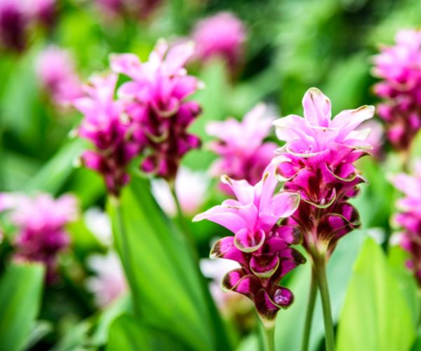 Curcuma in fiore