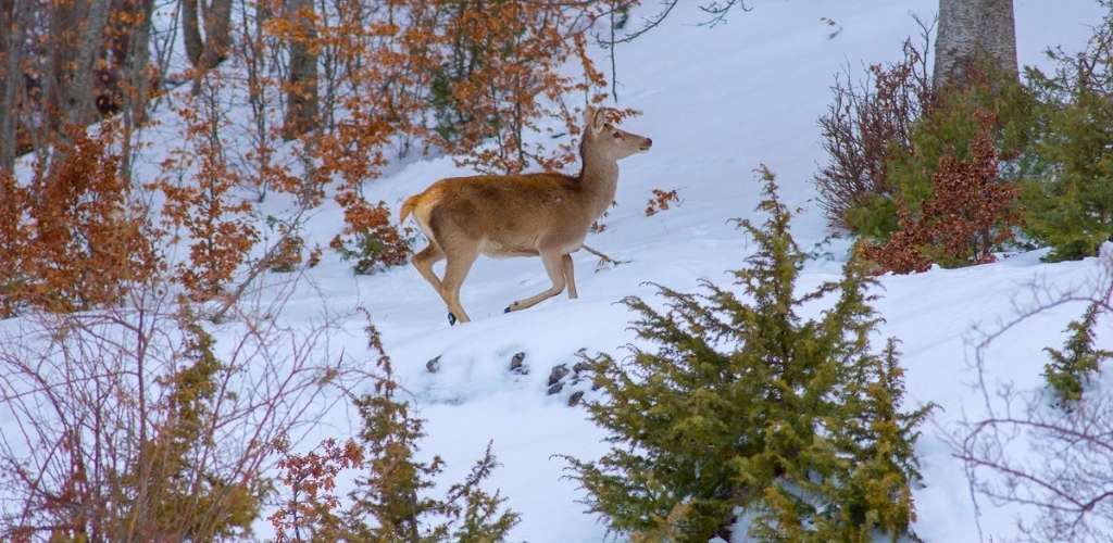 Red deer doe walking on a snowy woodland slope among evergreen shrubs and brown winter foliage, alert