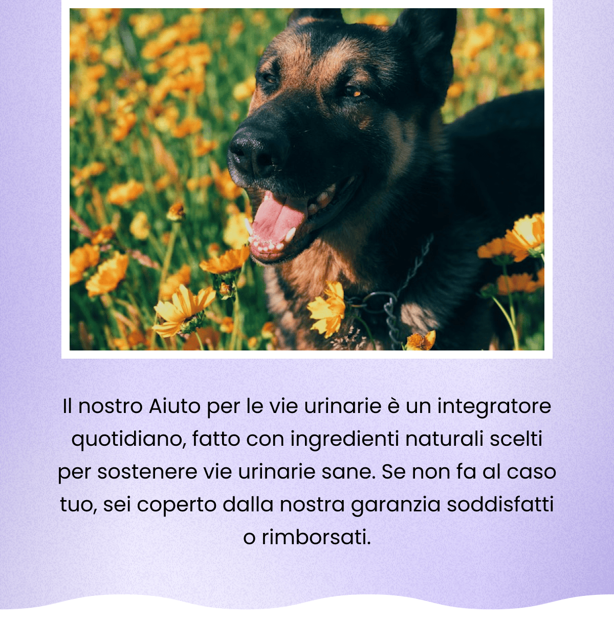 Più uscite in giardino del solito? Piccole pozzanghere vicino alla porta? I problemi urinari sono comuni nei cani, e raramente si risolvono da soli. Il nostro Aiuto per le vie urinarie è un integratore quotidiano, fatto con ingredienti naturali scelti per sostenere vie urinarie sane. Se non fa al caso tuo, sei coperto dalla nostra garanzia soddisfatti o rimborsati.