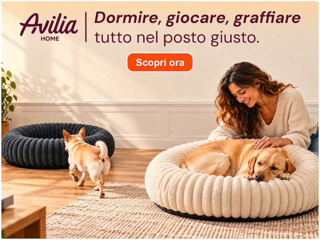 Scopri le soluzioni Avilia per far dormire, giocare e graffiare i tuoi animali nel posto giusto.