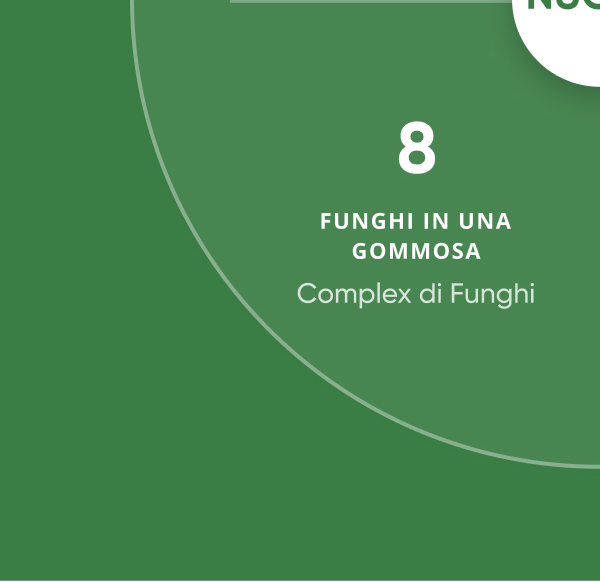 8 Funghi in una gommasa Complex di Funghi