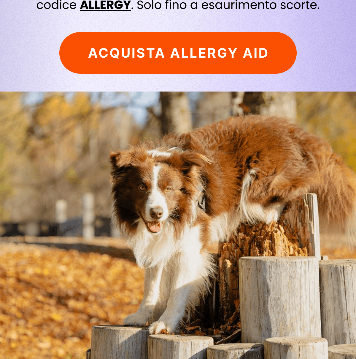 FAI SCORTA DI ALLERGY AID