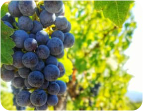 Vino