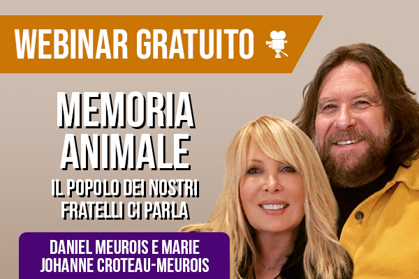 Webinar