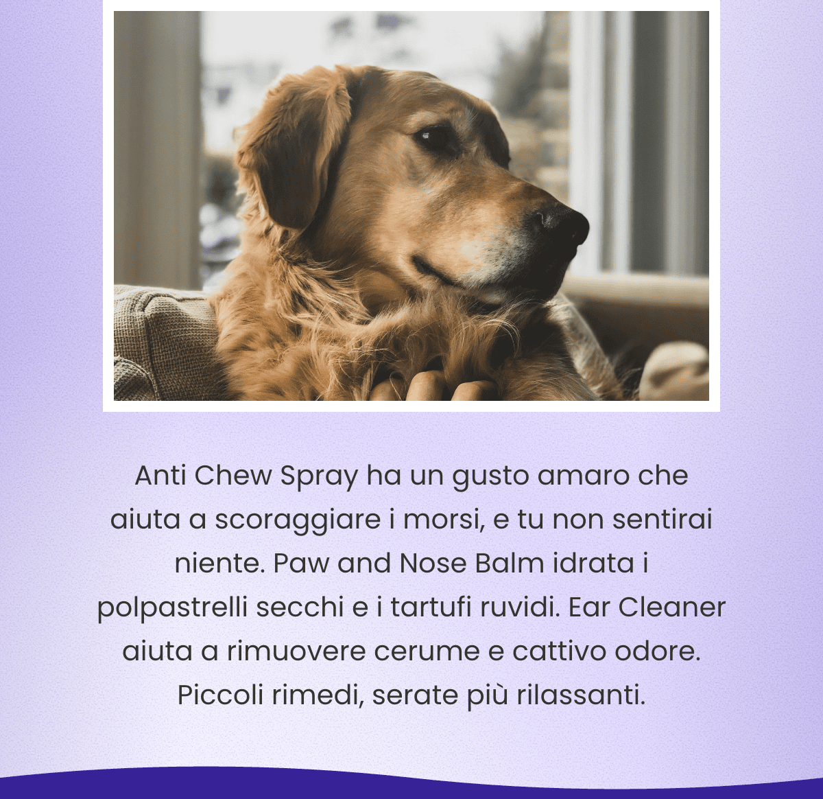 Anti Chew Spray ha un gusto amaro che aiuta a scoraggiare i morsi, e tu non sentirai niente. Paw and Nose Balm idrata i polpastrelli secchi e i tartufi ruvidi. Ear Cleaner aiuta a rimuovere cerume e cattivo odore. Piccoli rimedi, serate più rilassanti.