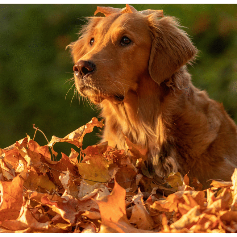 Cane di razza golden retriever che osserva qualcosa tra le foglie secche dell'autunno