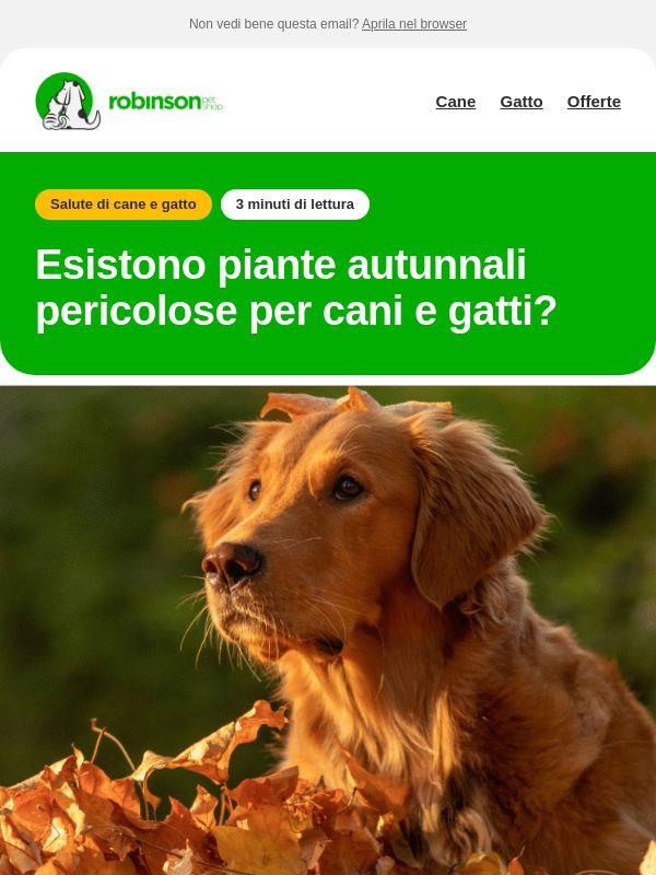 Piante d’autunno: attenzione a cani e gatti