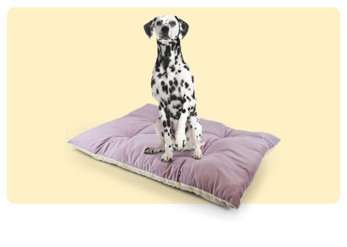 Dalmatian dog sitting on a purple-lilac padded dog bed on a pale yellow background