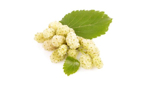 Gelso bianco