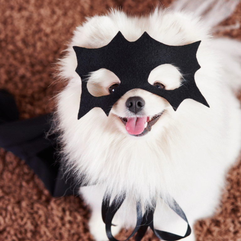 Cane bianco e soffice con una maschera nera da pipistrello sul muso